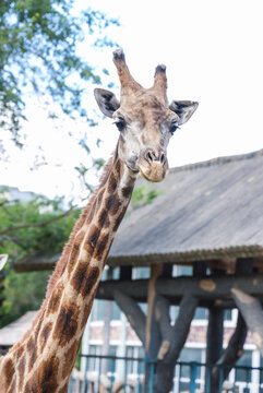 Giraffes at Changchun Zoo in Jilin Province