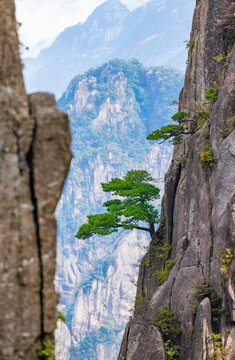 Pine trees in Huangshan Natural Scenic Area, Anhui province