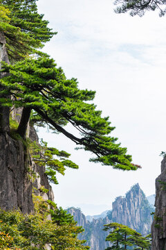 Pine trees in Huangshan Natural Scenic Area, Anhui province
