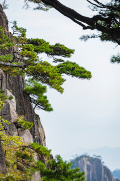 Pine trees in Huangshan Natural Scenic Area, Anhui province