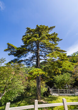Pine trees in Huangshan Natural Scenic Area, Anhui province