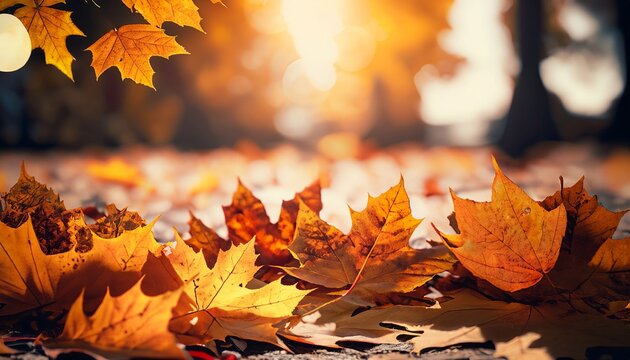 地上带有散景效果失焦背景的橙色枫叶