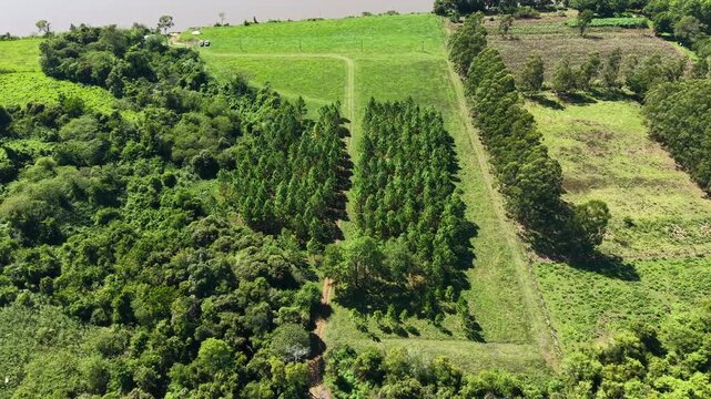 阿根廷米西奥内斯省帕南比市，河流附近郁郁葱葱的绿色农田环绕着成排对称的松树的倾斜鸟瞰图