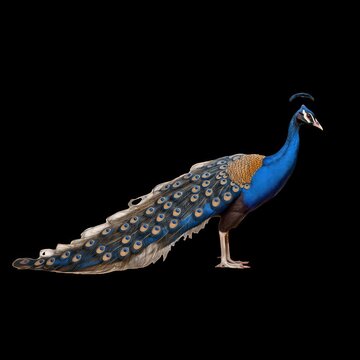 拥有鲜艳羽毛的优雅孔雀动画孤立资产，透明4K视频，带Alpha通道，ProRes 4444格式