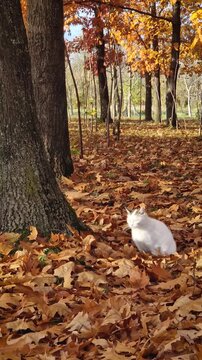 一只可爱的白猫安静地坐在厚厚的秋日落叶毯上，享受着透过公园里树木缝隙洒下的温暖阳光。