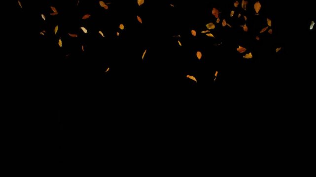黑色背景下五彩秋叶飘落的超慢动作。使用高速电影摄像机拍摄，帧率1000帧/秒。